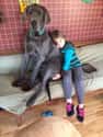 The Great Dane Babysitter on Random Cutest Great Dane Pictures