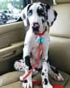 Spotty Great Dane Pup on Random Cutest Great Dane Pictures