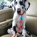 Spotty Great Dane Pup on Random Cutest Great Dane Pictures