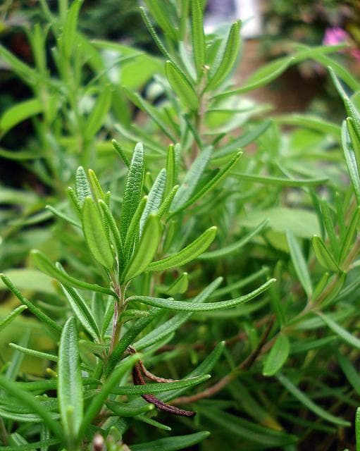 The Best Essential Oils for Dandruff