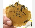 Wasp Crackers on Random Utterly Bizarre Japanese Snack Foods That Actually Exist