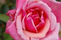 Rose on Random Best Essential Oils to Use as Air Fresheners