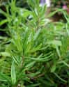 Rosemary on Random Best Essential Oils to Use as Air Fresheners