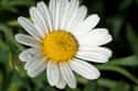 Chamomile on Random Best Essential Oils to Use as Air Fresheners