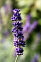 Lavender on Random Best Essential Oils for Itchy Skin