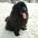 Newfoundland in the Sand on Random Cutest Newfoundland Pictures