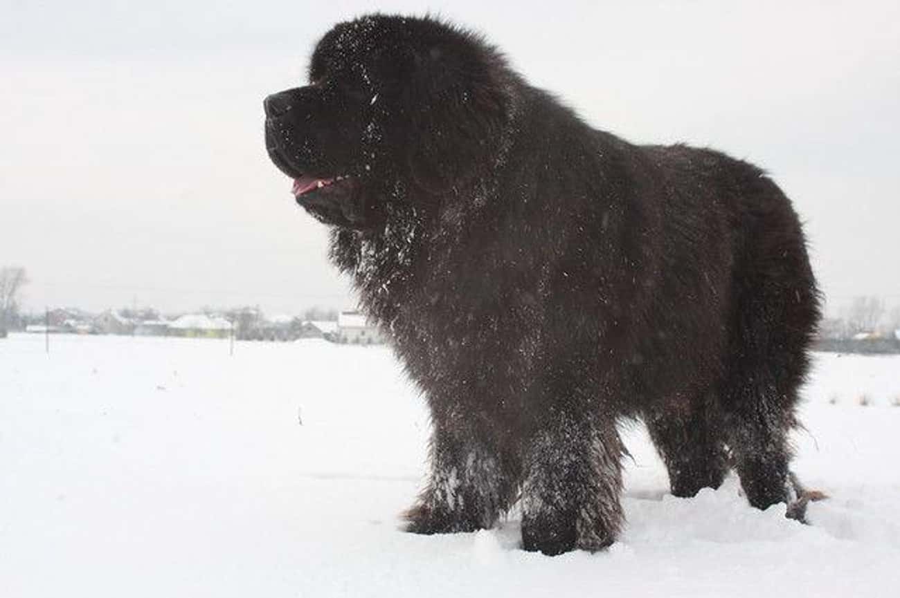 Big Guy Covered in Snow