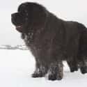 Big Guy Covered in Snow on Random Cutest Newfoundland Pictures
