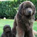 Mama and Baby on Random Cutest Newfoundland Pictures
