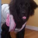 Dress-up Pup   on Random Cutest Newfoundland Pictures