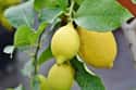 Lemon on Random Best Essential Oils for Kidney Stones