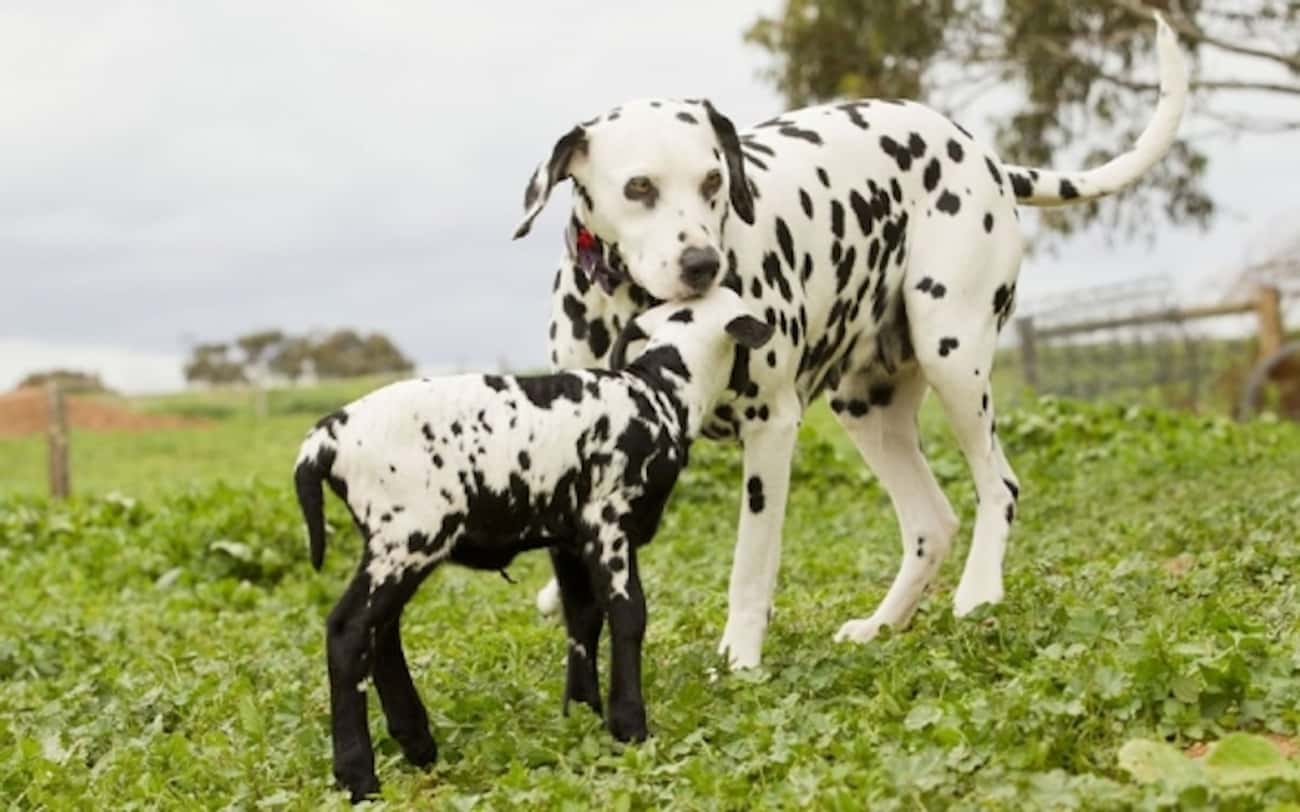 Dalmatian With Lamb