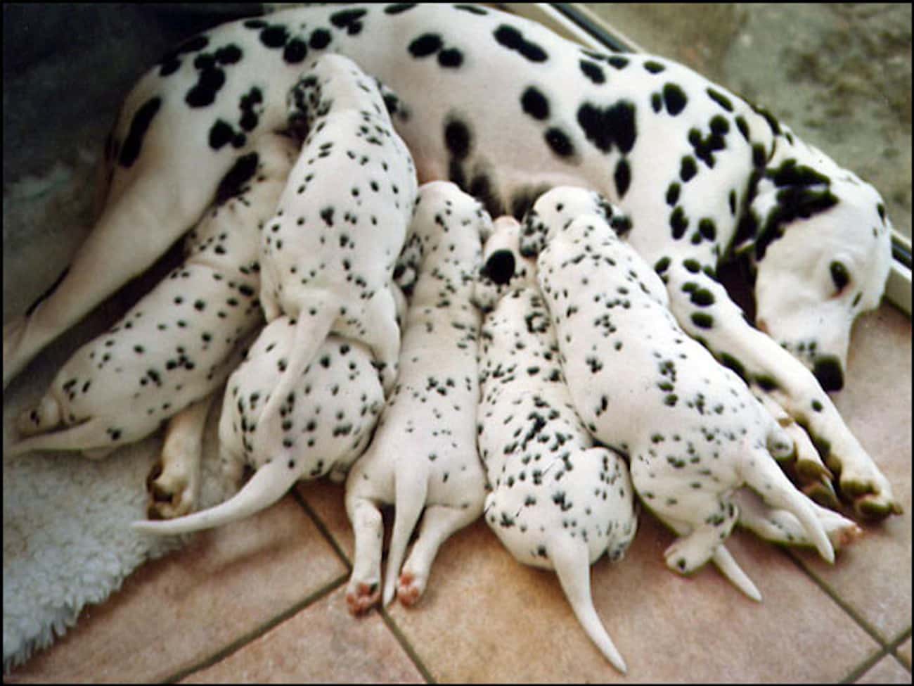 Dalmatian Babies