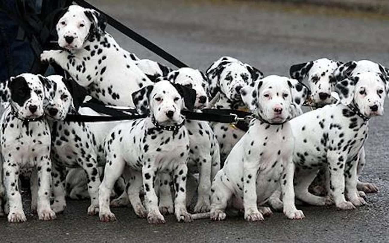 Gaggle of Puppies