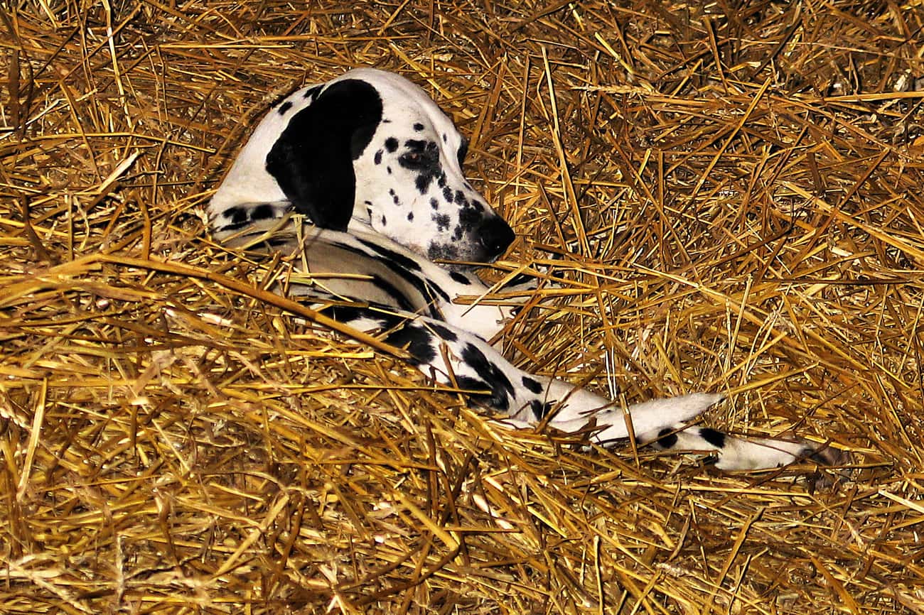 Dalmatian in Hay