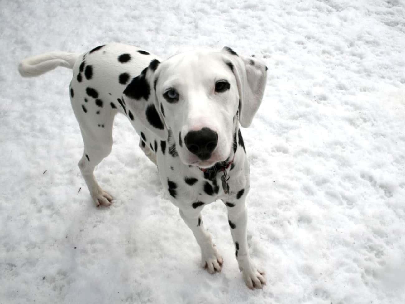 Dalmatian in Snow