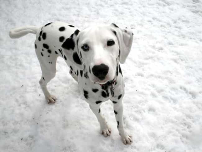 Resultado de imagen para dalmatian snow