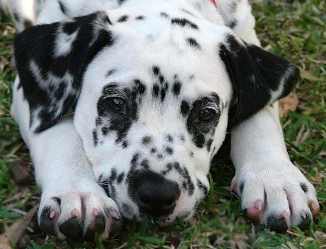 Dalmatian Pup Lounging in the Grass
