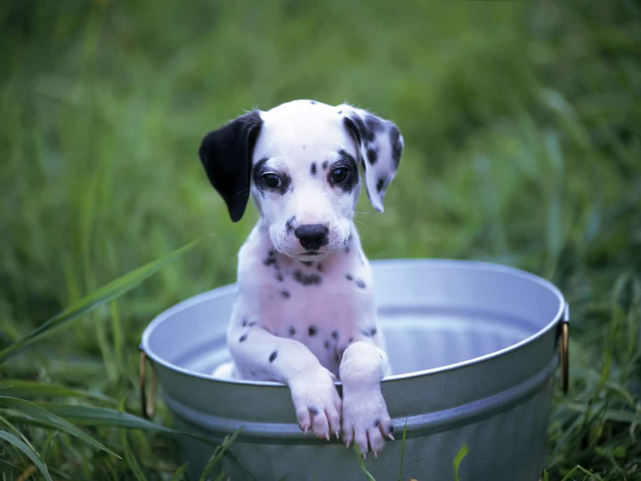 Lone Pup in a Bucket