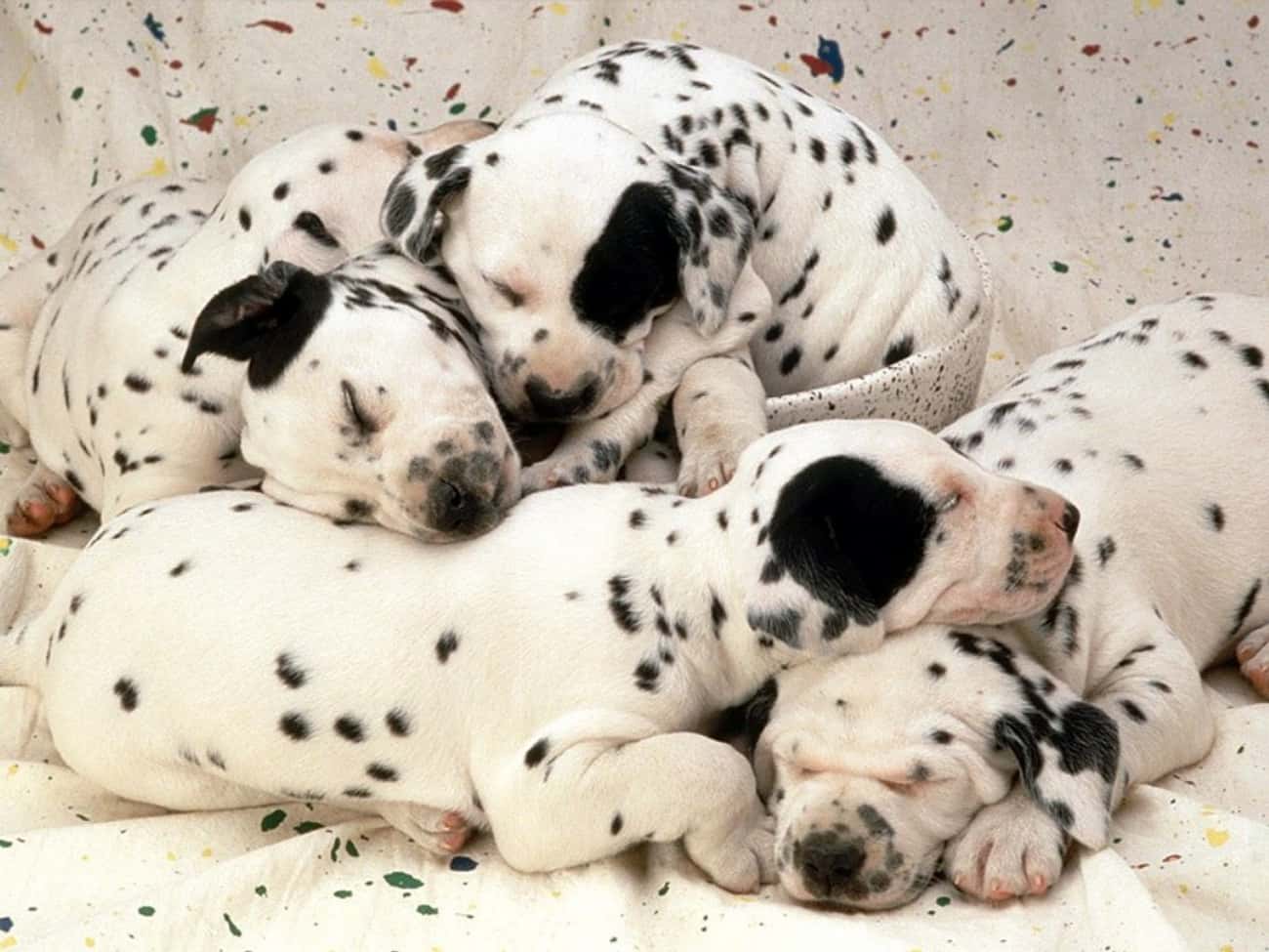 Pile of Dalmatian Puppies
