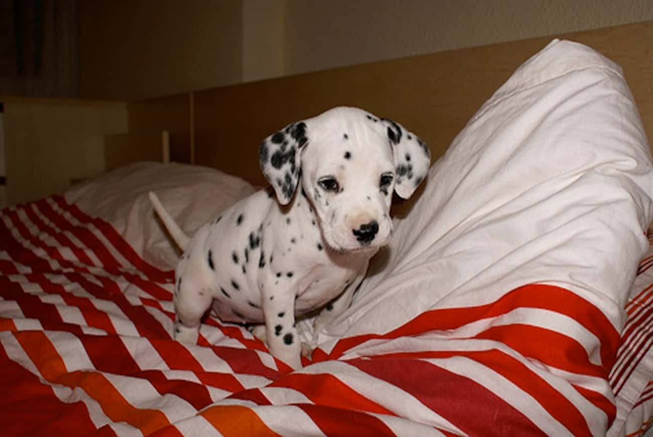 Pup On the Bed