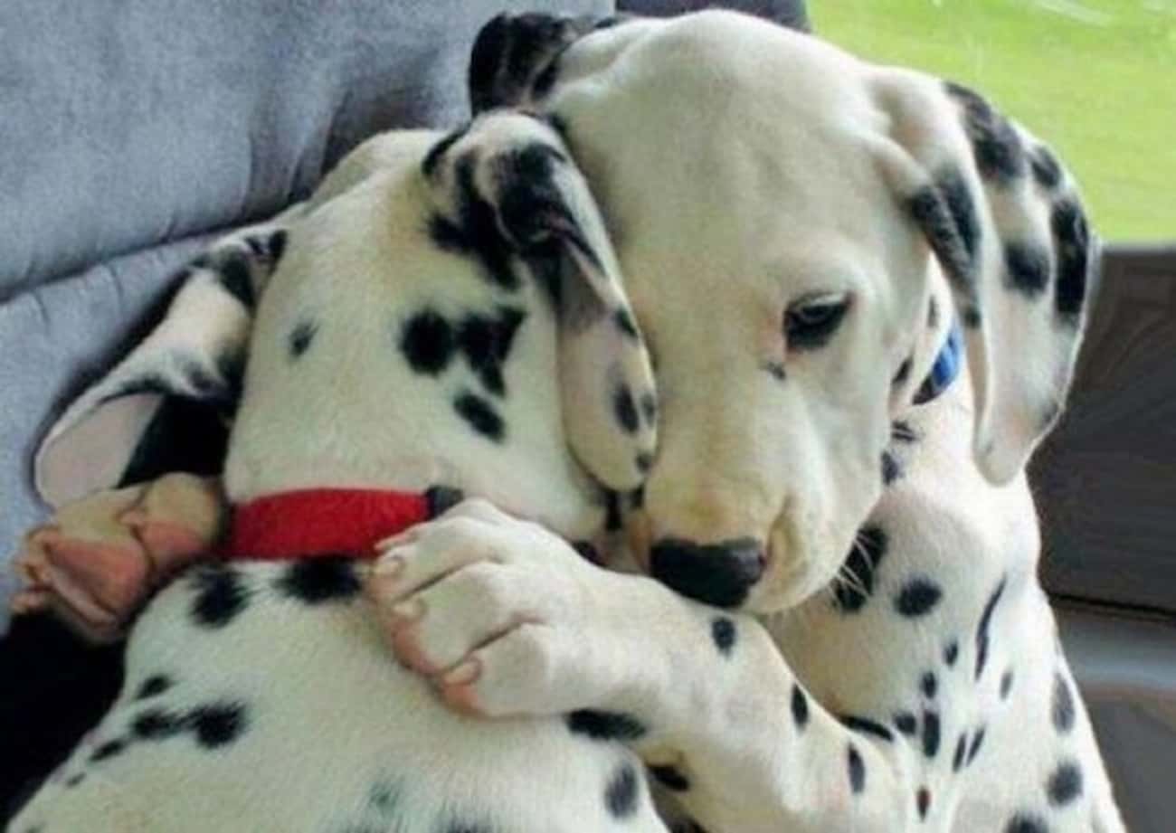 Dalmatian Pups Hugging One Another