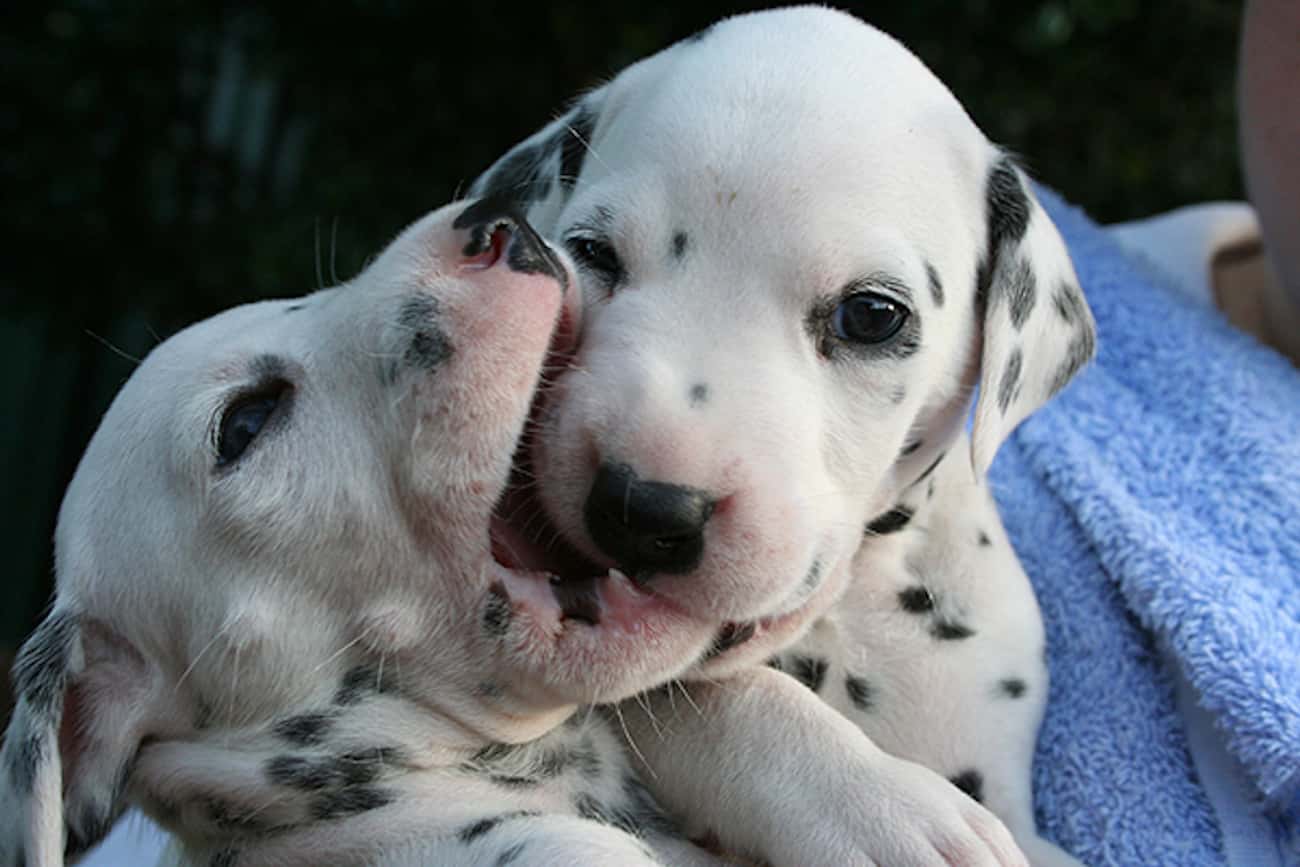 Dalmatian Pups Playing