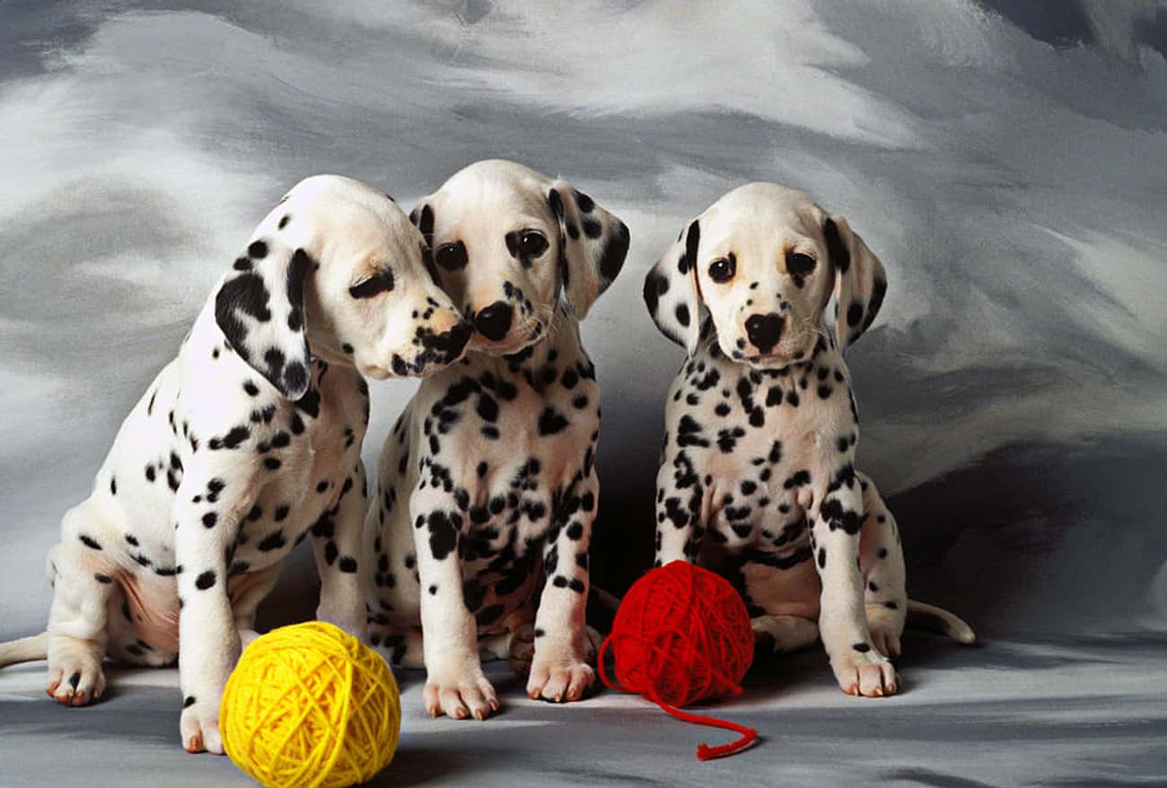 Pups With String