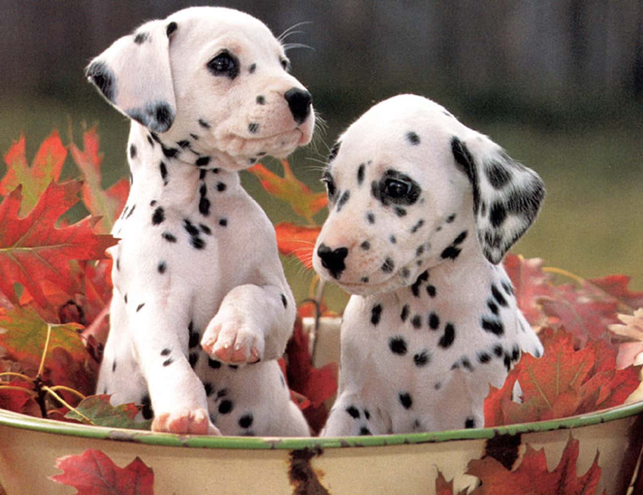 Pups in a Bucket of Leaves