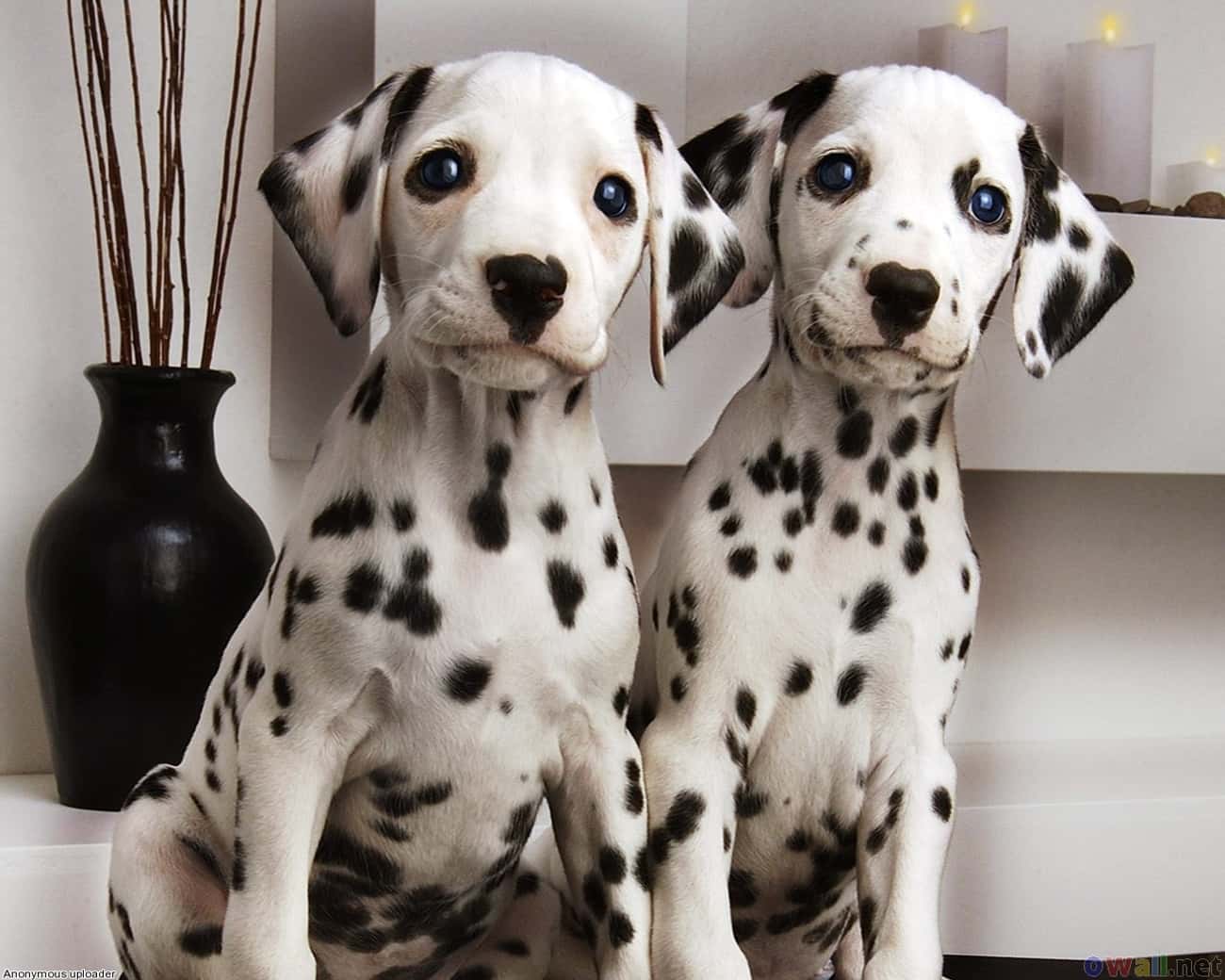 Big-eyed Puppies