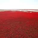 Panjin Red Beach on Random Most Stunningly Gorgeous Places on Earth