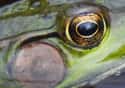 Frog Eyes Are On The Side Of Their Heads on Random Animals With Utterly Unique, Mesmerizing Eyes