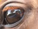 Hayyy It's A Horse Eye on Random Animals With Utterly Unique, Mesmerizing Eyes