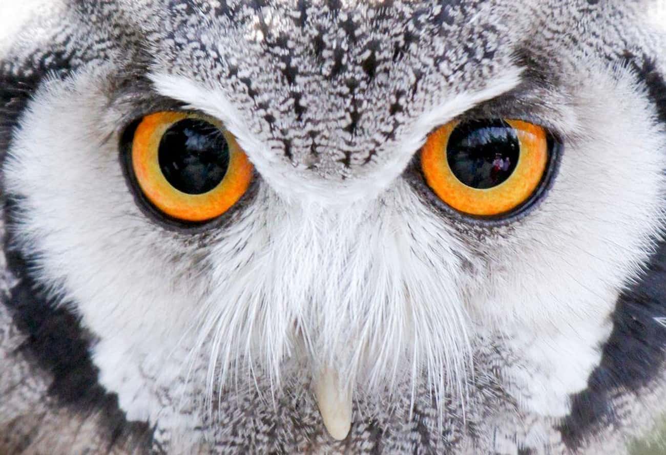 Whoooo Is That? It&#39;s An Owl!