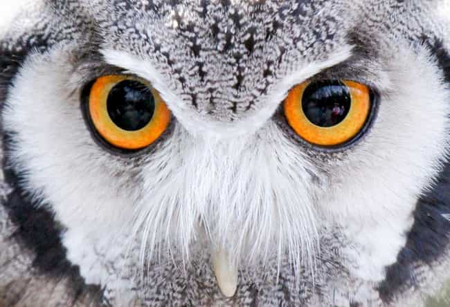 Animal Eyes | Close Up Pics of Animal Eyes