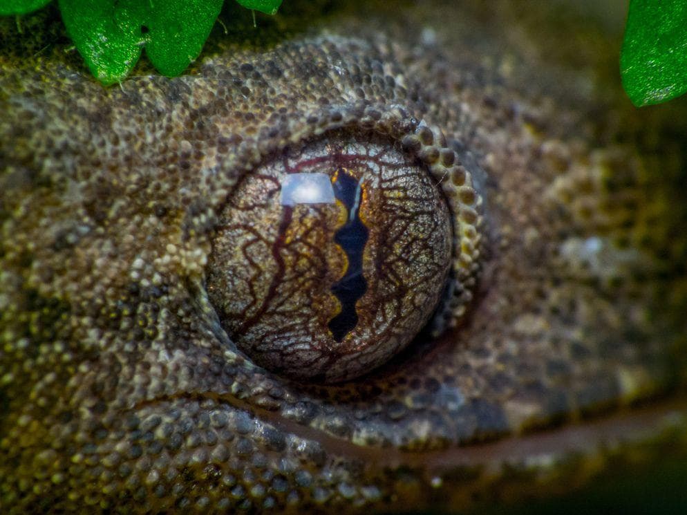 Image of Random Animals With Utterly Unique, Mesmerizing Eyes