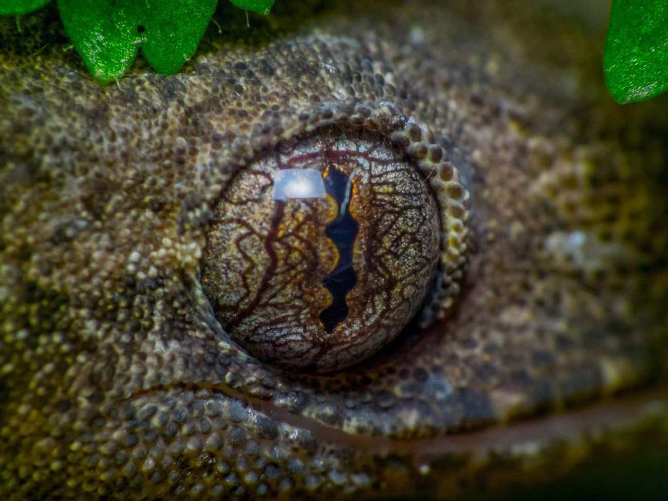 Gecko Eyes Show A Unique Shape