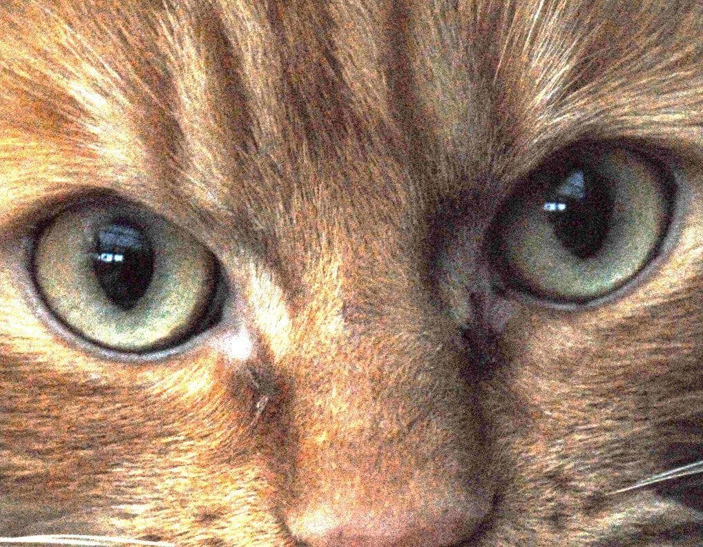 Animal Eyes Close Up Pics of Animal Eyes