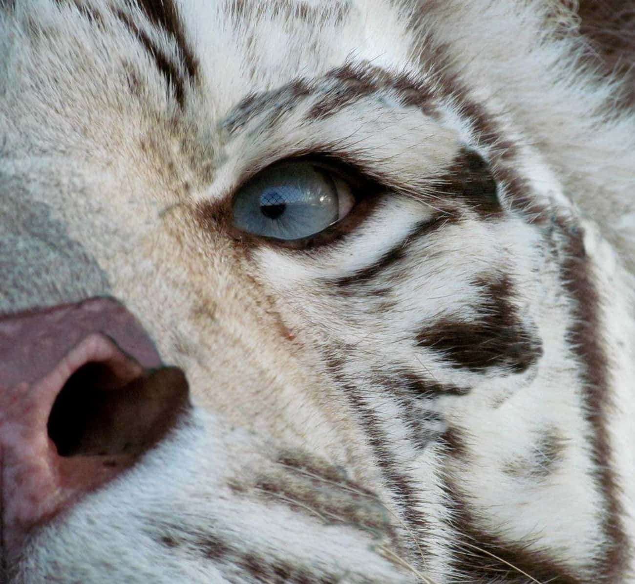 White Tigers Have Beautiful Blue Eyes