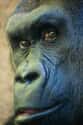 Gorilla Eyes Are Auburn Beauty on Random Animals With Utterly Unique, Mesmerizing Eyes