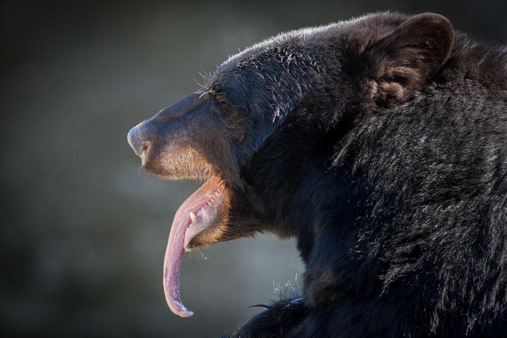 Animal Tongues | Gallery of Weird Tongue Pics of Animals