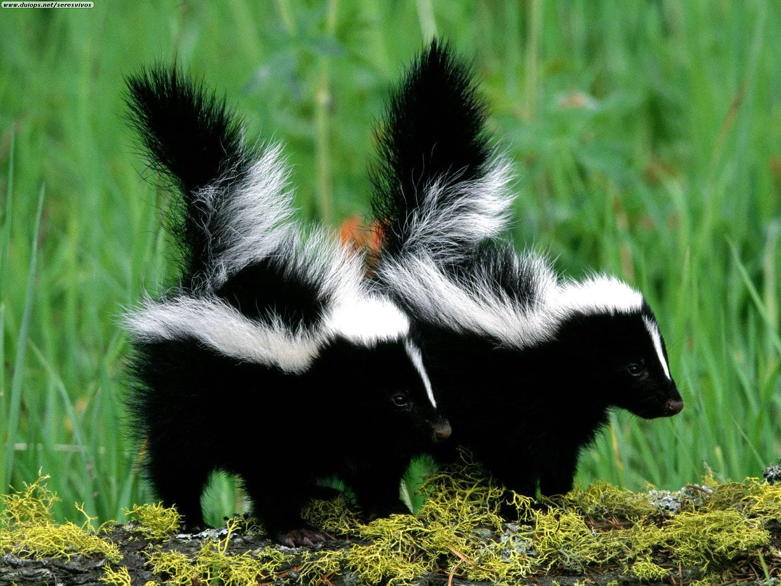 Animal Defenses | List of Cute Defense Adaptations