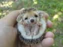 Hedgehogs on Random Most Horrifying Defense Mechanisms of Adorable Animals