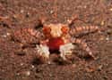 Boxer Crabs on Random Most Horrifying Defense Mechanisms of Adorable Animals
