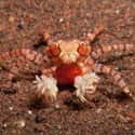 Boxer Crabs on Random Most Horrifying Defense Mechanisms of Adorable Animals