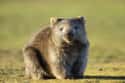 Wombats Have Square Poop on Random Coolest Animals That Have the Most Unusual Abilities