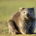 Wombats Have Square Poop on Random Coolest Animals That Have the Most Unusual Abilities