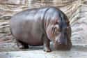Hippos Have Bloody Sweat on Random Coolest Animals That Have the Most Unusual Abilities