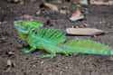 Basilisk Lizards Might Be the Second Coming on Random Coolest Animals That Have the Most Unusual Abilities