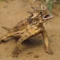 Horned Lizards Autohaemorrhage on Random Coolest Animals That Have the Most Unusual Abilities